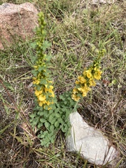 Poiretia tetraphylla