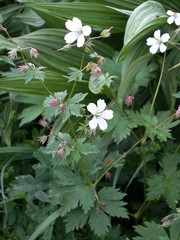 Geranium albiflorum