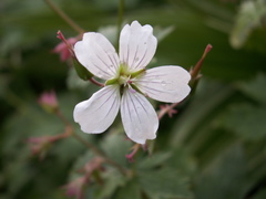 Geranium albiflorum