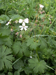 Geranium albiflorum