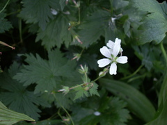 Geranium albiflorum