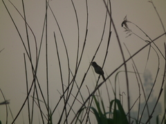 Acrocephalus orientalis