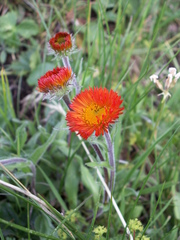 Erigeron aurantiacus