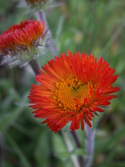Erigeron aurantiacus