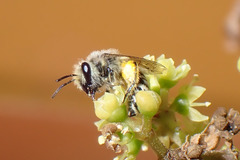 Colletes moricei
