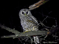 Strix chacoensis