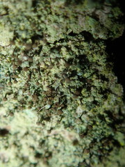 Chaenotheca trichialis