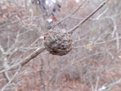 Disholcaspis pruniformis