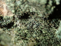 Chaenotheca trichialis