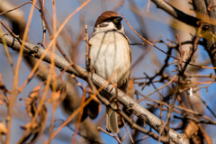 Passer montanus