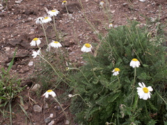 Richteria pyrethroides