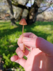 Mycena californiensis