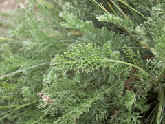 Richteria pyrethroides