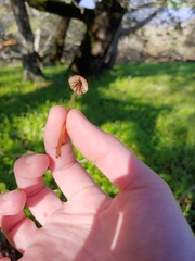 Mycena californiensis