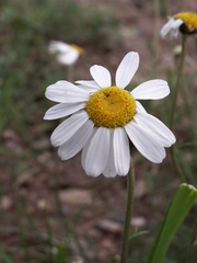 Richteria pyrethroides