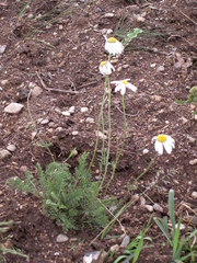Richteria pyrethroides
