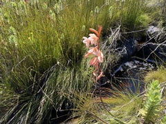 Watsonia zeyheri