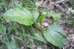 Plantago major