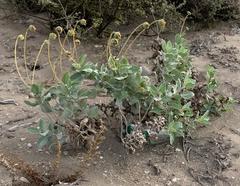 Encelia palmeri