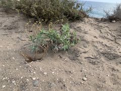 Encelia palmeri