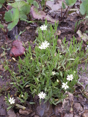 Stellaria brachypetala