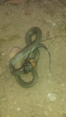 Nicrophorus vespilloides