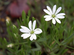 Stellaria brachypetala