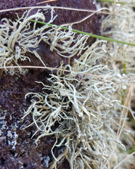 Ramalina siliquosa
