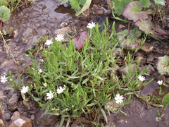 Stellaria brachypetala