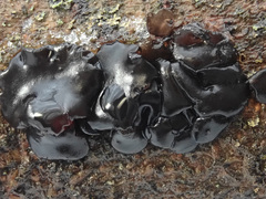 Exidia brunneola
