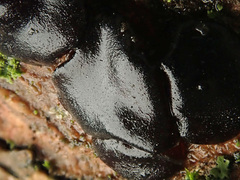 Exidia brunneola