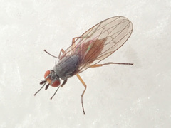 Heteromyza rotundicornis