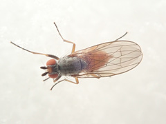 Heteromyza rotundicornis