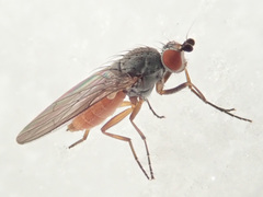 Heteromyza rotundicornis