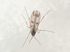 Mycetophila ornata