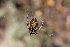 Neoscona orizabensis