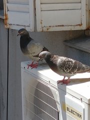Columba livia