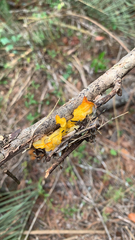 Tremella mesenterica image