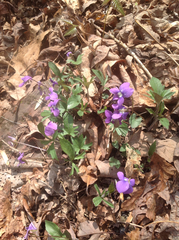 Viola palmata
