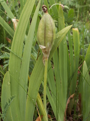 Iris bloudowii