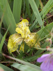 Iris bloudowii
