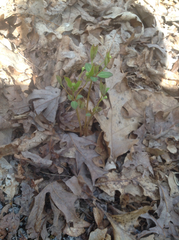 Euphorbia mercurialina