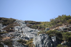 Rupicapra pyrenaica parva