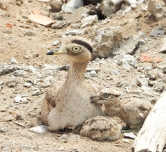 Burhinus superciliaris