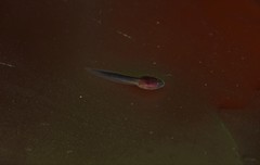 Centrolene quindianum