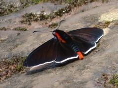 Pyrrhopyge frona