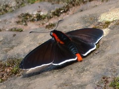 Pyrrhopyge frona
