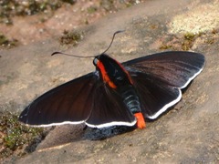 Pyrrhopyge frona