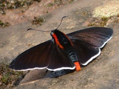 Pyrrhopyge frona
