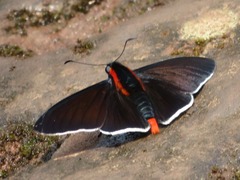 Pyrrhopyge frona